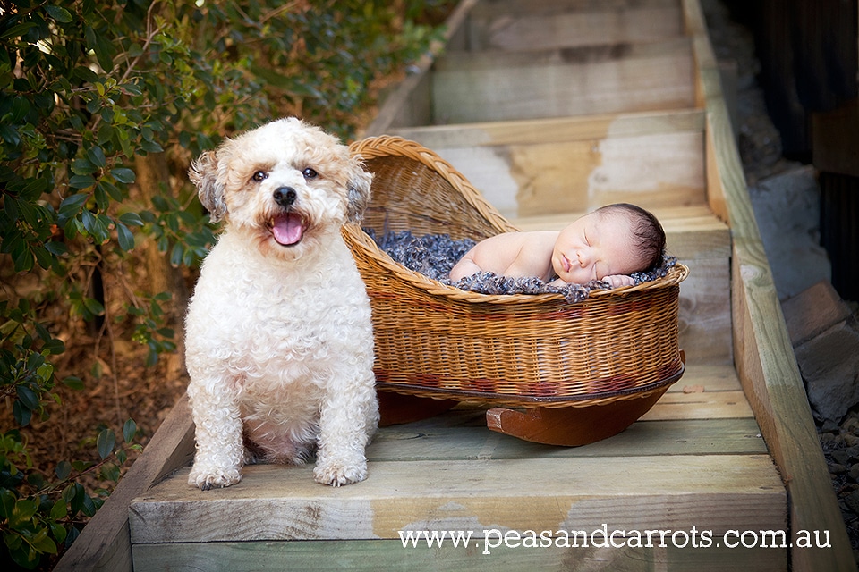 Brisbane Baby Photography.  Dayboro Baby Photography.  Samford Baby Photography.  Brisbane Child Photography.  Childrens Photographer Brisbane Dayboro Samford whimsical images of children and animals at play, girl and her pet guinea pig.  Brisbane Children